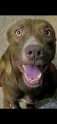 Sofi