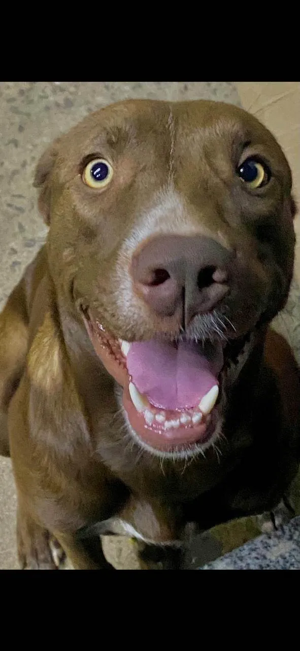 Cachorro ra a SRD-ViraLata idade 2 anos nome Sofi
