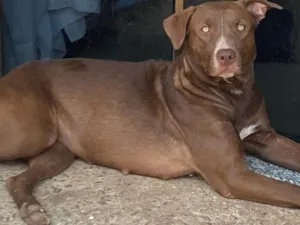 Cachorro raça SRD-ViraLata idade 2 anos nome Sofi