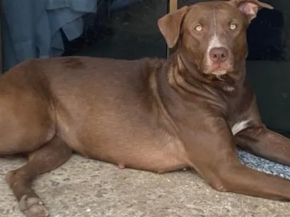 Cachorro raça SRD-ViraLata idade 2 anos nome Sofi