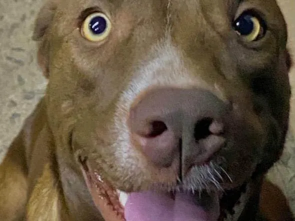Cachorro ra a SRD-ViraLata idade 2 anos nome Sofi