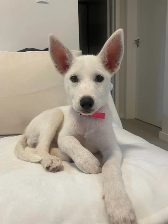 Cachorro ra a SRD-ViraLata idade 2 a 6 meses nome Doaçao cão femêa