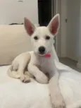 Doaçao cão femêa