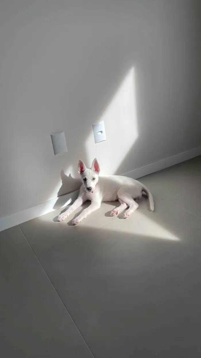 Cachorro ra a SRD-ViraLata idade 2 a 6 meses nome Doaçao cão femêa