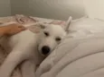 Doaçao cão femêa