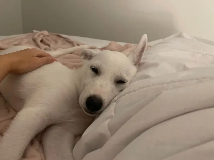 Cachorro ra a SRD-ViraLata idade 2 a 6 meses nome Doaçao cão femêa