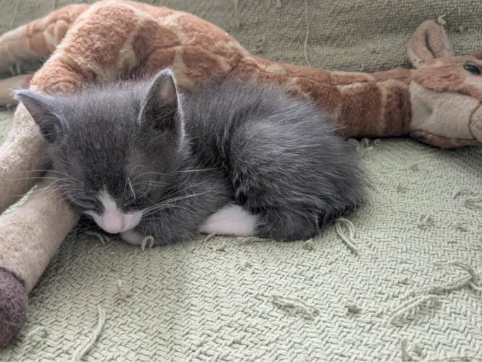 Gato ra a SRD-ViraLata idade Abaixo de 2 meses nome Tonton