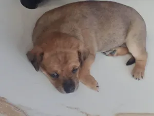 Cachorro raça Pinscher idade Abaixo de 2 meses nome Lua