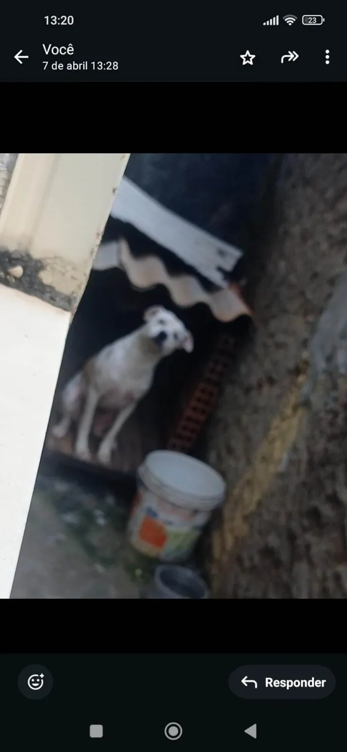 Cachorro ra a SRD-ViraLata idade 2 anos nome Bores
