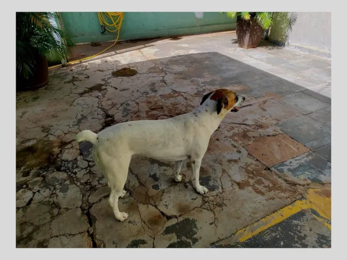 Cachorro ra a Rottweiler idade 2 anos nome Laila