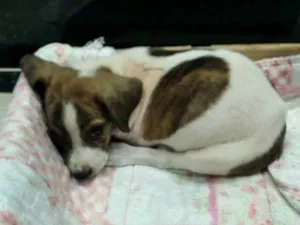 Cachorro raça SRD-ViraLata idade Abaixo de 2 meses nome Pingo