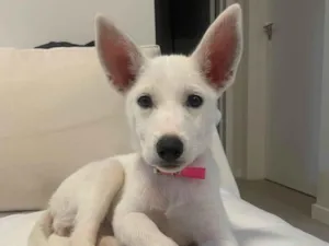 Cachorro raça SRD-ViraLata idade 2 a 6 meses nome Doaçao cão femêa