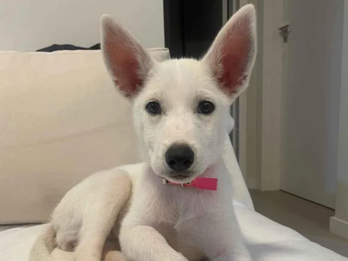 Cachorro ra a SRD-ViraLata idade 2 a 6 meses nome Doaçao cão femêa