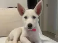 Doaçao cão femêa