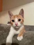 Juju