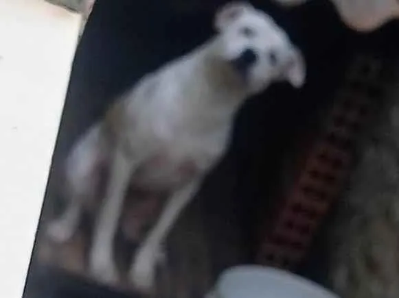 Cachorro ra a SRD-ViraLata idade 2 anos nome Bores