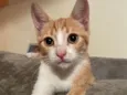 Juju