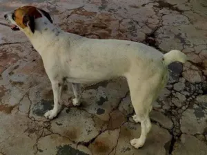 Cachorro raça Rottweiler idade 2 anos nome Laila
