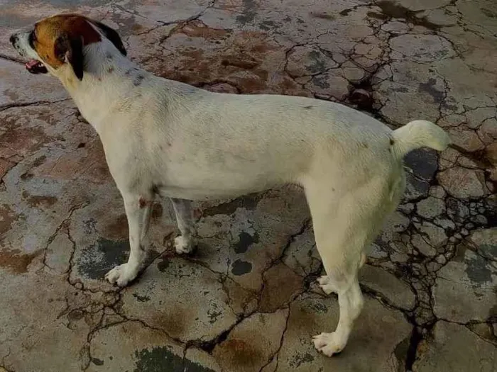 Cachorro ra a Rottweiler idade 2 anos nome Laila