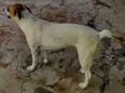 Laila