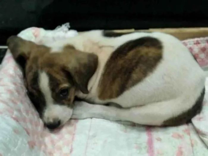Cachorro ra a SRD-ViraLata idade Abaixo de 2 meses nome Pingo