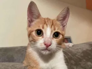 Gato raça SRD-ViraLata idade 2 a 6 meses nome Juju