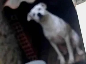 Cachorro raça SRD-ViraLata idade 2 anos nome Bores