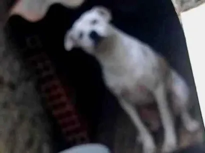 Cachorro raça SRD-ViraLata idade 2 anos nome Bores