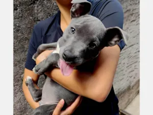 Cachorro raça SRD-ViraLata idade 2 a 6 meses nome Ainda não Possui nome