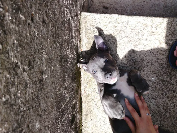 Cachorro ra a SRD-ViraLata idade 2 a 6 meses nome Ainda não Possui nome