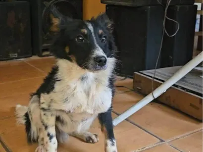 Cachorro raça SRD-ViraLata idade 7 a 11 meses nome Pity