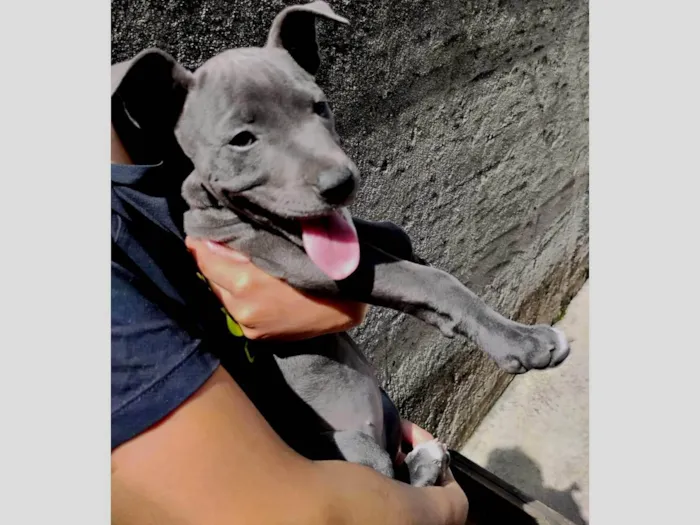Cachorro ra a SRD-ViraLata idade 2 a 6 meses nome Ainda não Possui nome