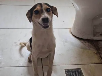 Cachorro raça SRD-ViraLata idade 7 a 11 meses nome Lilly