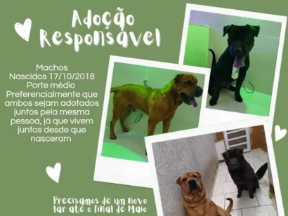 Cachorro raça SRD-ViraLata idade 6 ou mais anos nome Teo