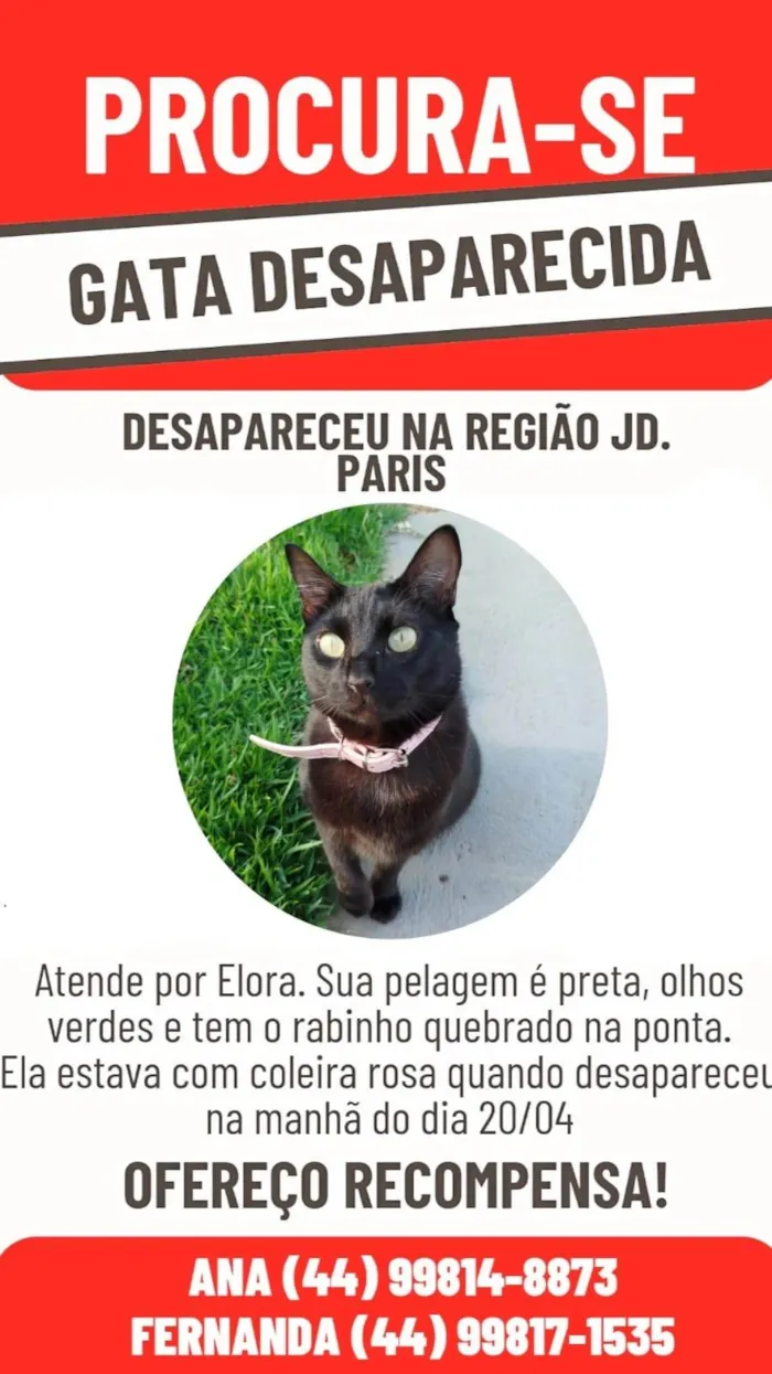 Gato ra a SRD-ViraLata idade 5 anos nome ELORA