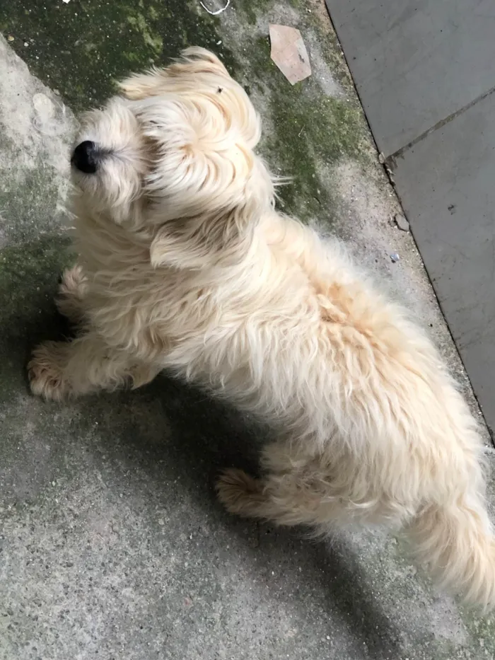 Cachorro ra a Poodle idade 6 ou mais anos nome Snoopy 