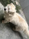 Snoopy