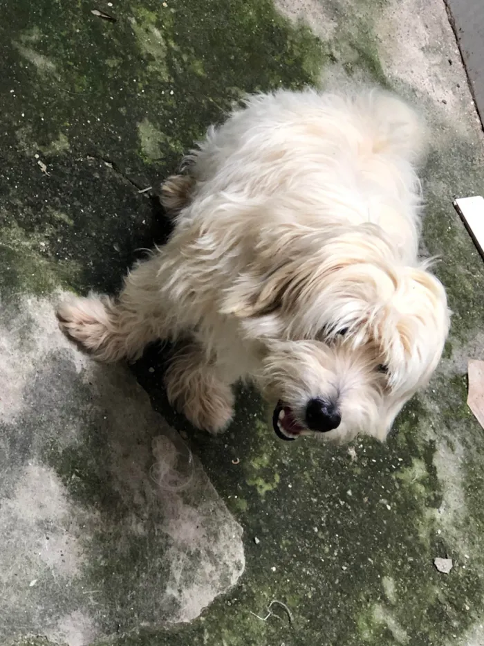 Cachorro ra a Poodle idade 6 ou mais anos nome Snoopy 
