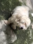 Snoopy