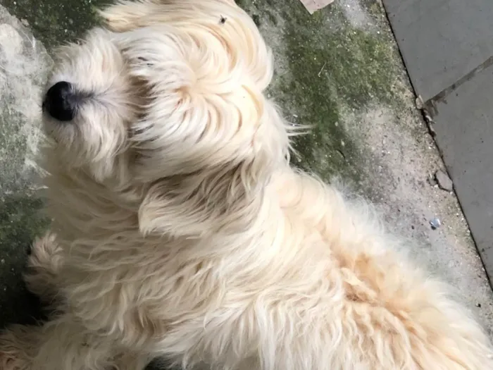 Cachorro ra a Poodle idade 6 ou mais anos nome Snoopy 