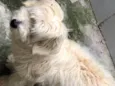 Snoopy