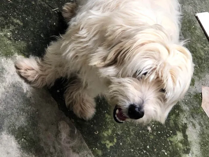 Cachorro ra a Poodle idade 6 ou mais anos nome Snoopy 