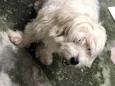 Snoopy