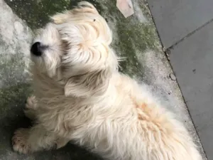 Cachorro raça Poodle idade 6 ou mais anos nome Snoopy 