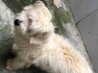 Cachorro raça Poodle idade 6 ou mais anos nome Snoopy 