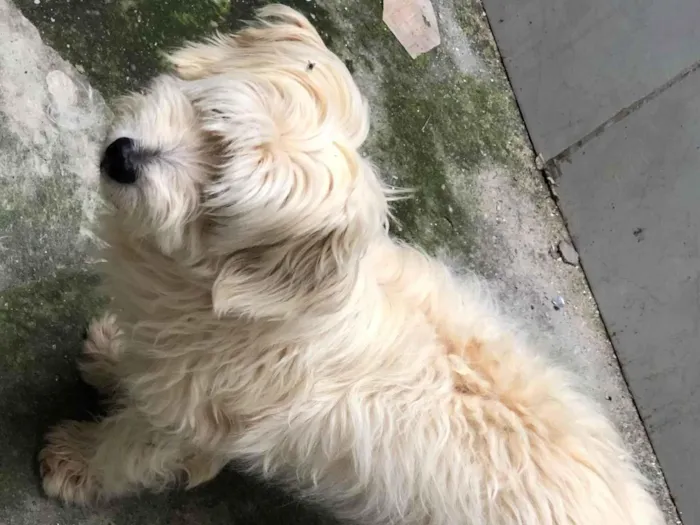 Cachorro ra a Poodle idade 6 ou mais anos nome Snoopy 