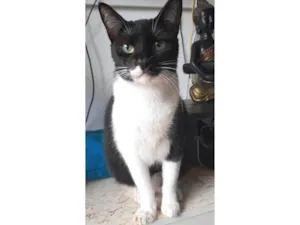Gato raça SRD-ViraLata idade 3 anos nome LORD