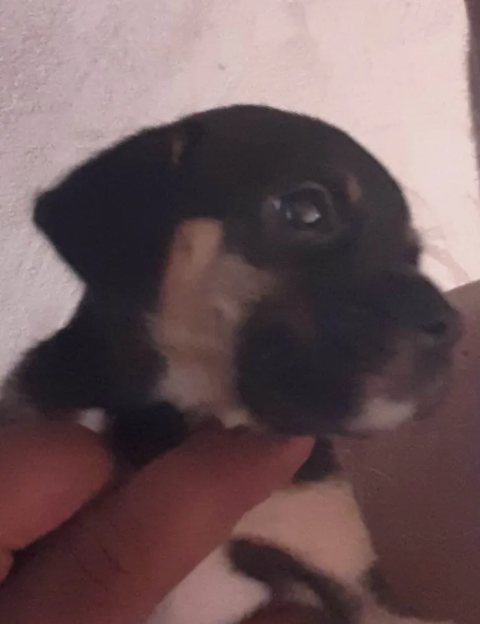 Cachorro ra a SRD-ViraLata idade 2 a 6 meses nome Sem nome
