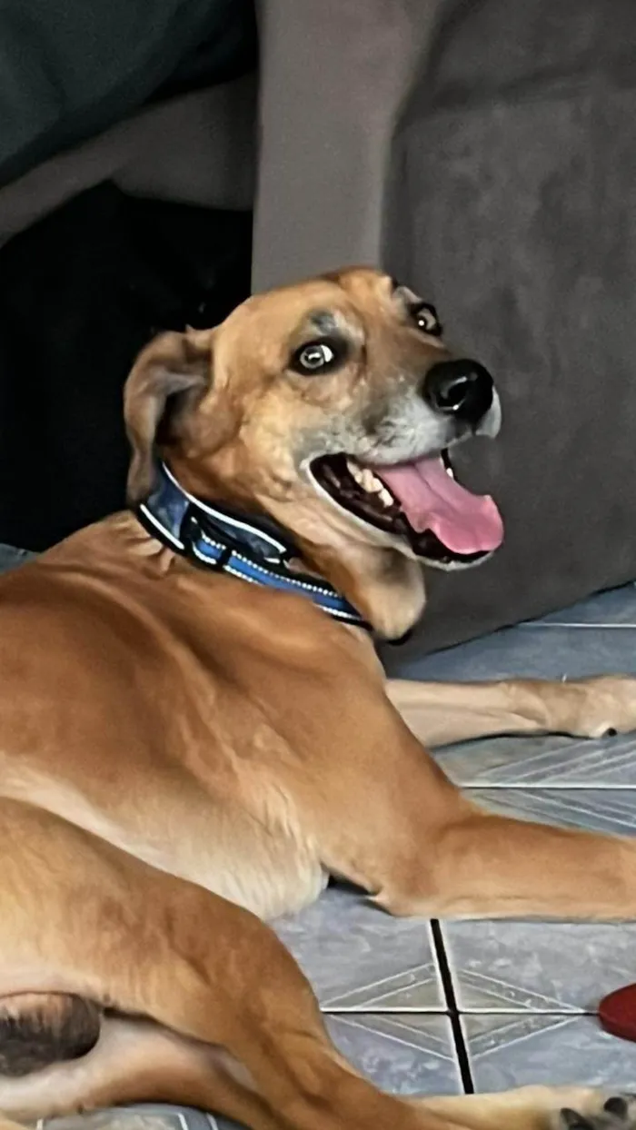 Cachorro ra a SRD-ViraLata idade 6 ou mais anos nome Jake
