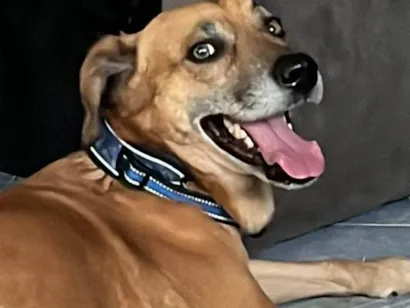 Cachorro raça SRD-ViraLata idade 6 ou mais anos nome Jake